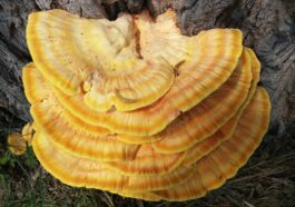 baumschwamm, reishi, common sulfur pomegranate