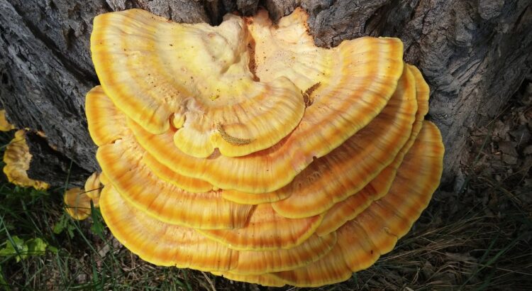 baumschwamm, reishi, common sulfur pomegranate